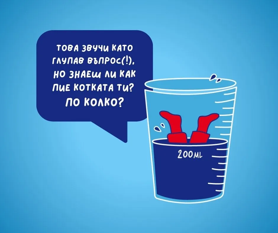 Котката трябва да пие определнено количество вода всеки ден.